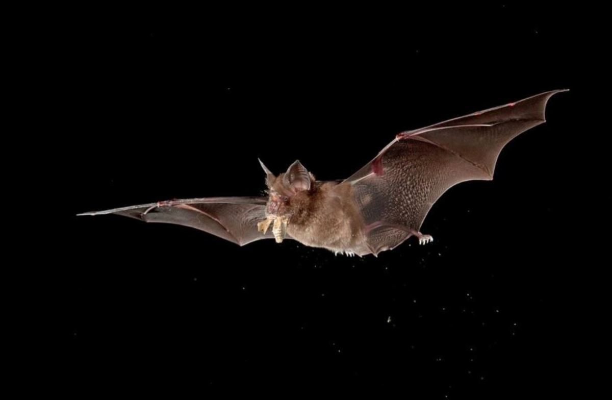 Horseshoe bat flying with wings extended