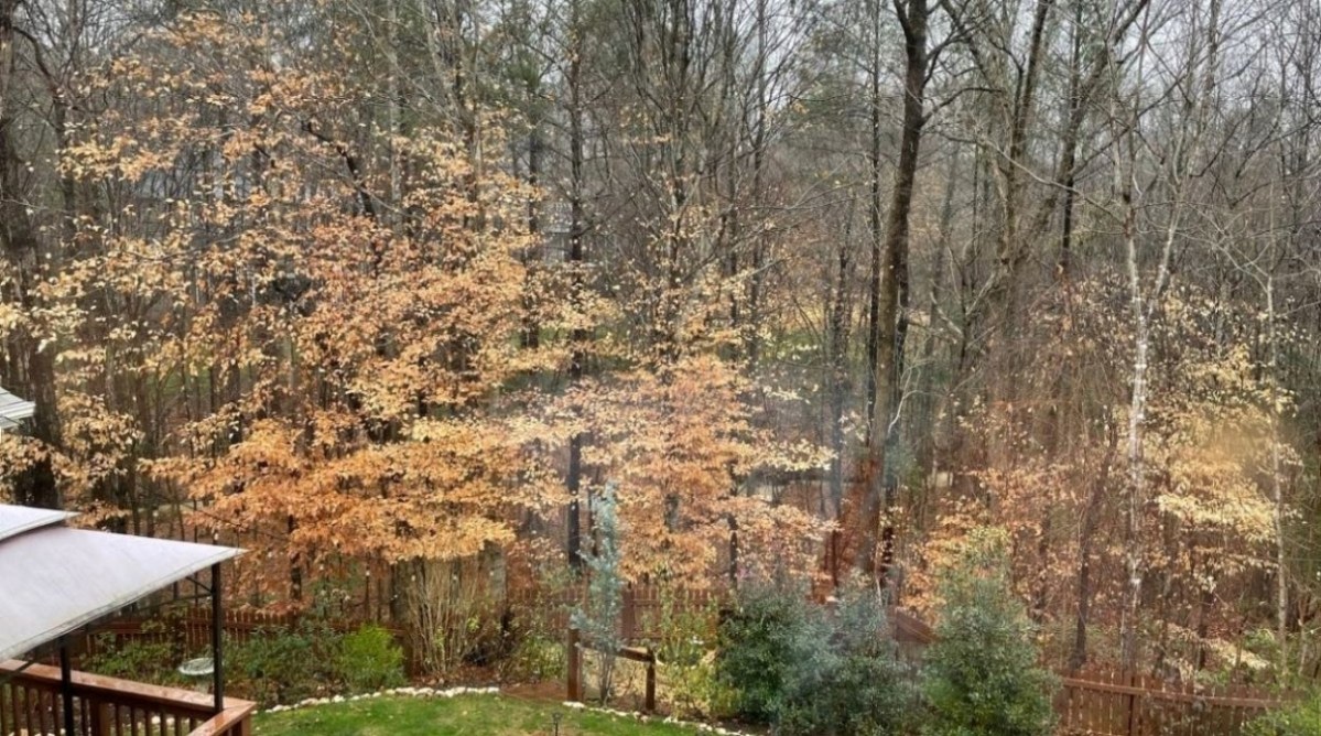 A backyard in North Carolina